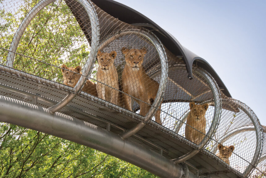 Lions crossing over the bridge at the Philadelphia Zoo.